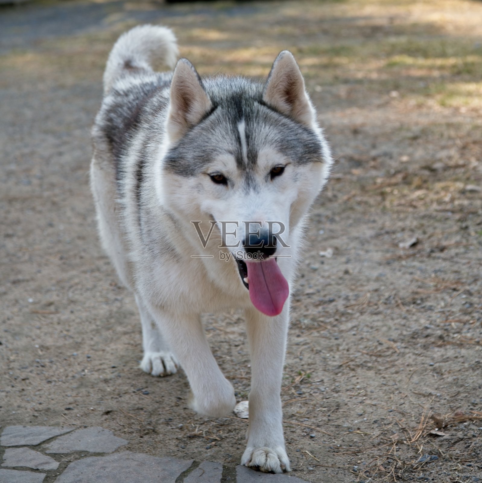 西伯利亚雪橇犬照片摄影图片