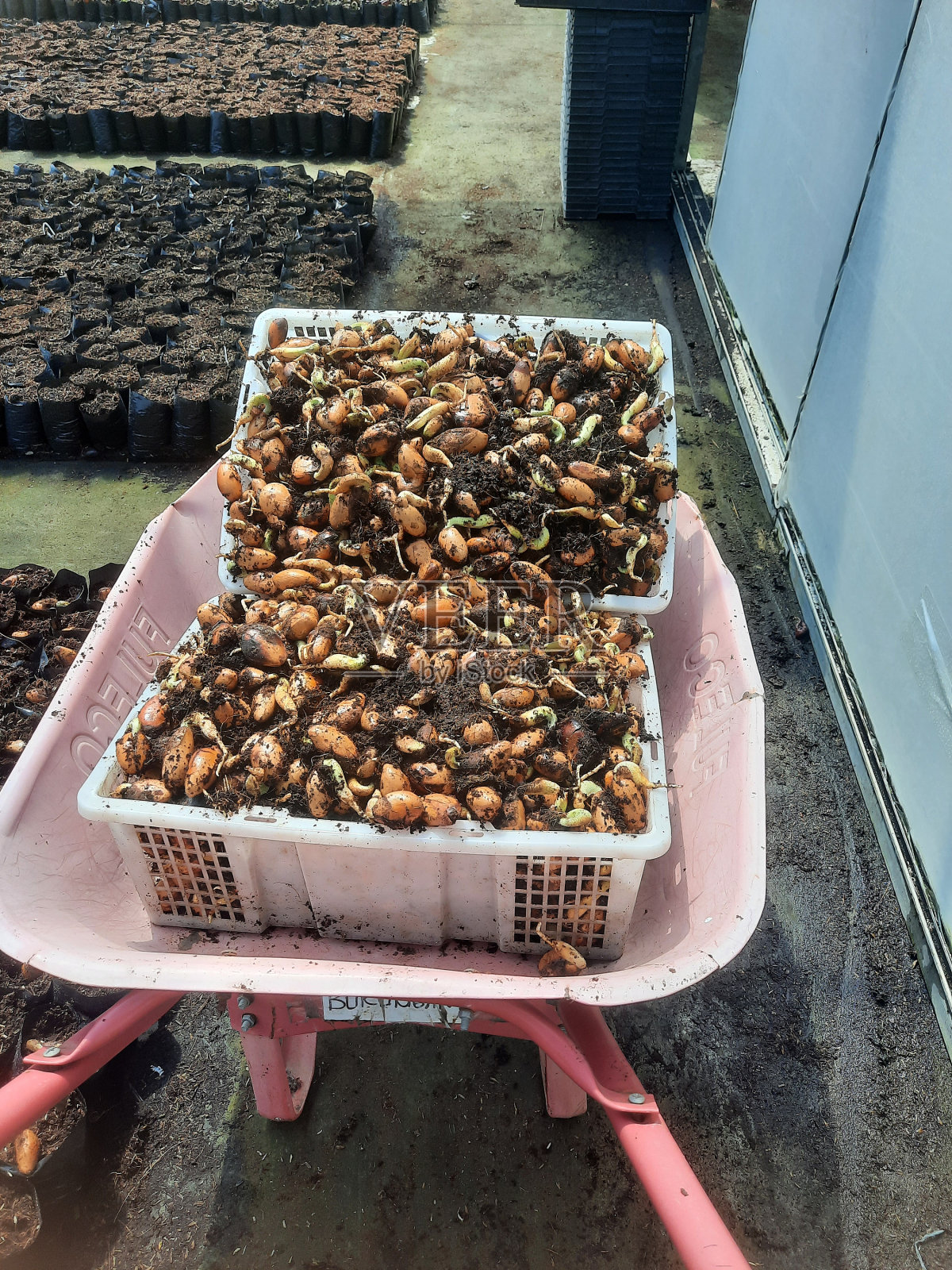 一排排正在发芽的榴莲种子准备种植和栽培，正被运送到苗圃照片摄影图片