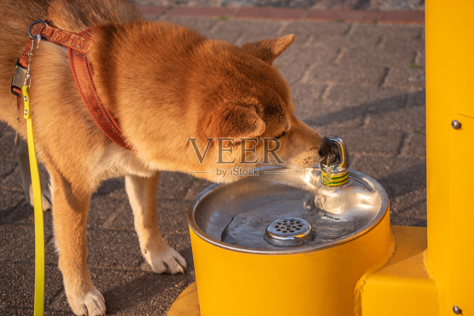 柴犬正在饮用公共饮水站的水照片摄影图片