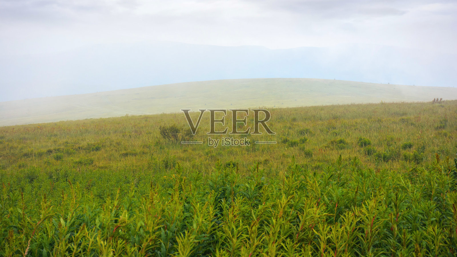 雾天草地上的草照片摄影图片