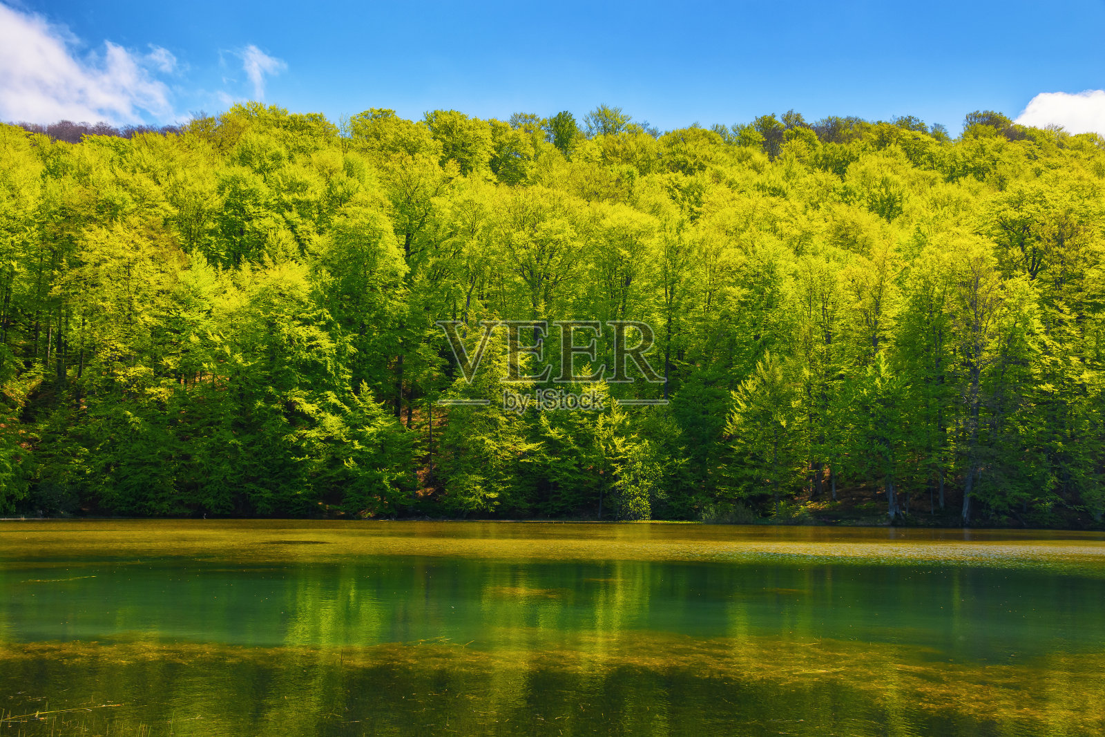 园池景观照片摄影图片