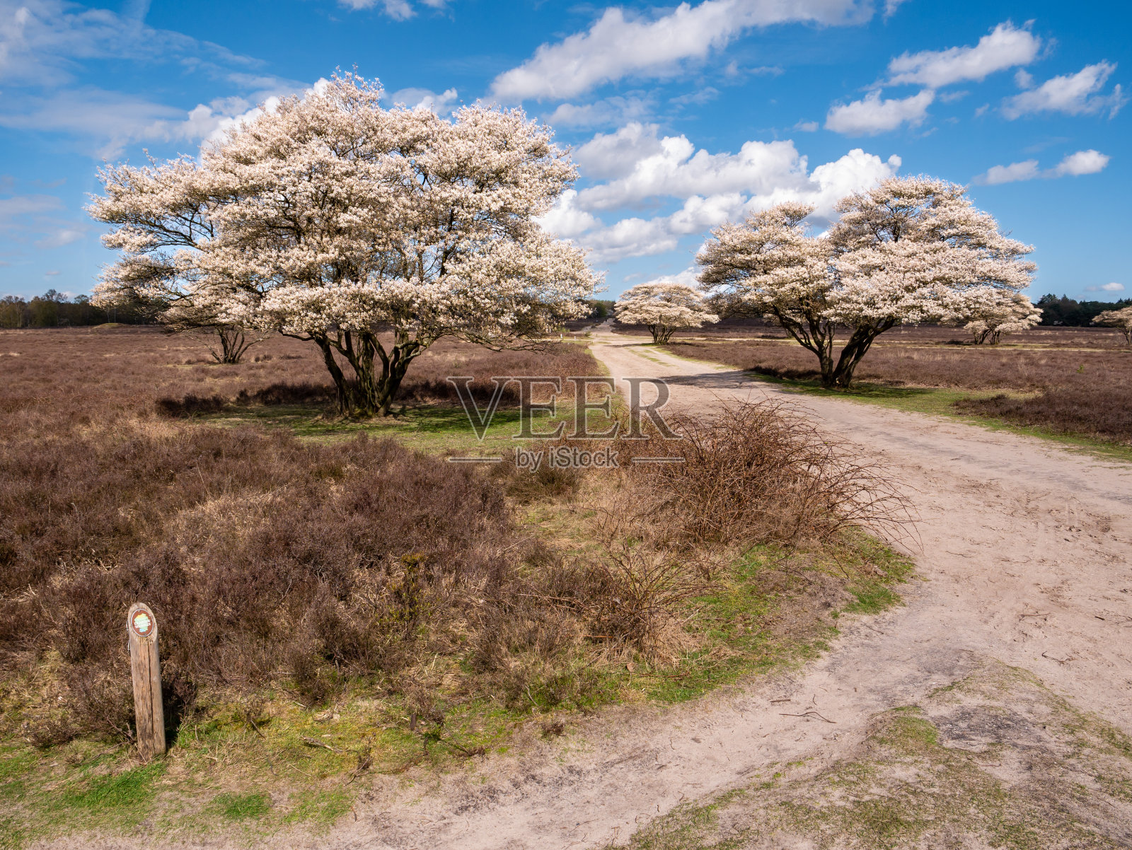 荷兰，北荷兰，Zuiderheide自然保护区，开花的服务型浆果，Amelanchier lamarkii照片摄影图片