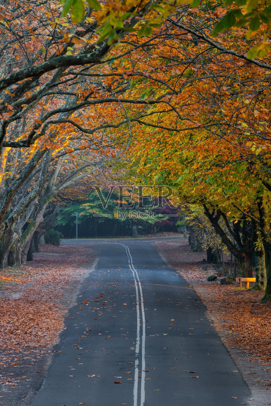 秋路隧道照片摄影图片
