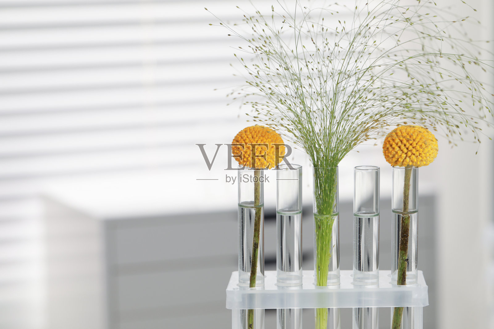 实验室里装有不同植物的试管，特写。文本空间照片摄影图片