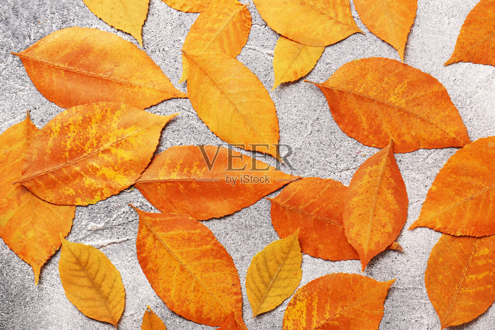 许多美丽的橙叶在灰色的纹理桌上，平躺着照片摄影图片