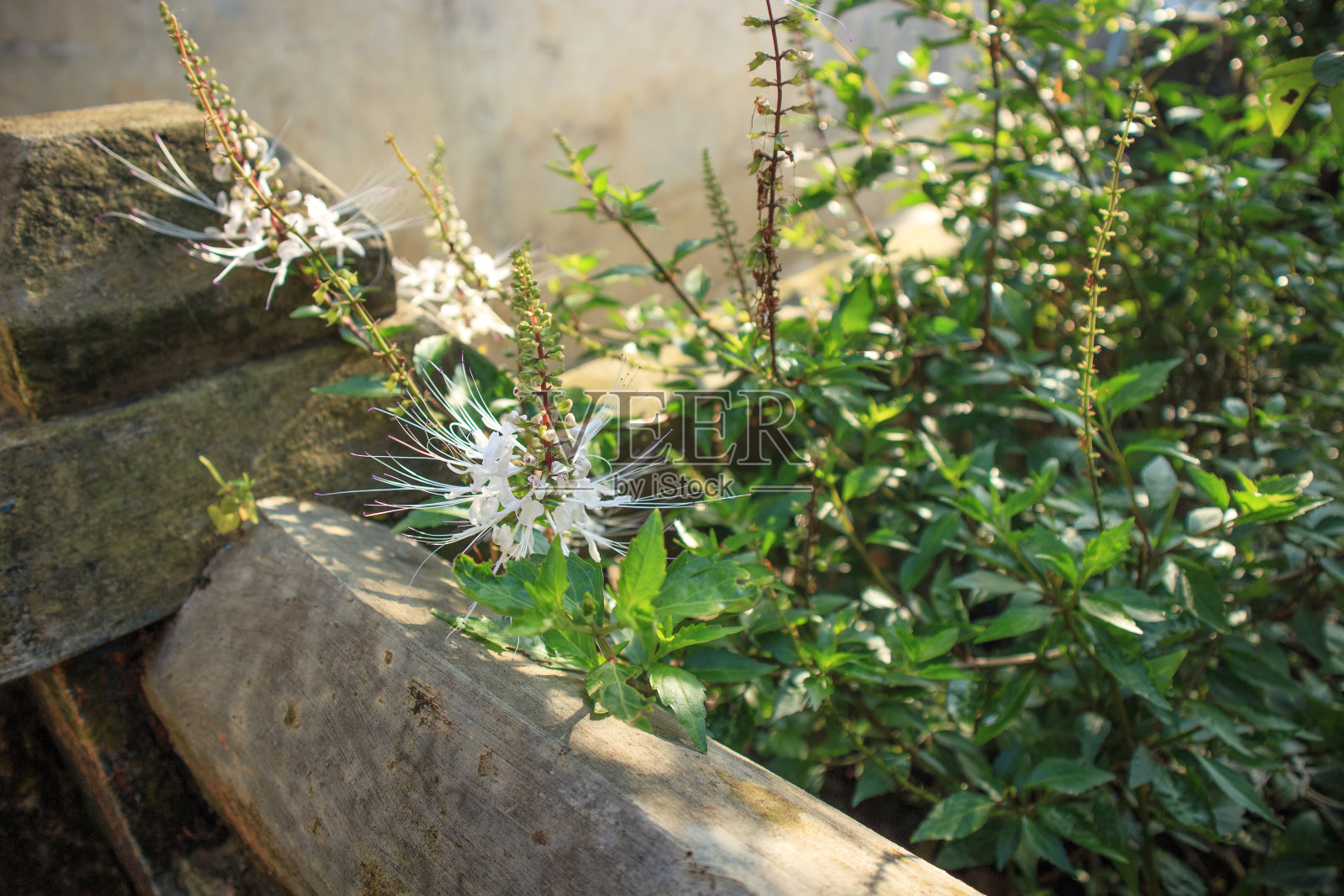 猫须花，拉丁名Orthosiphon aristatus，花色明亮美丽照片摄影图片