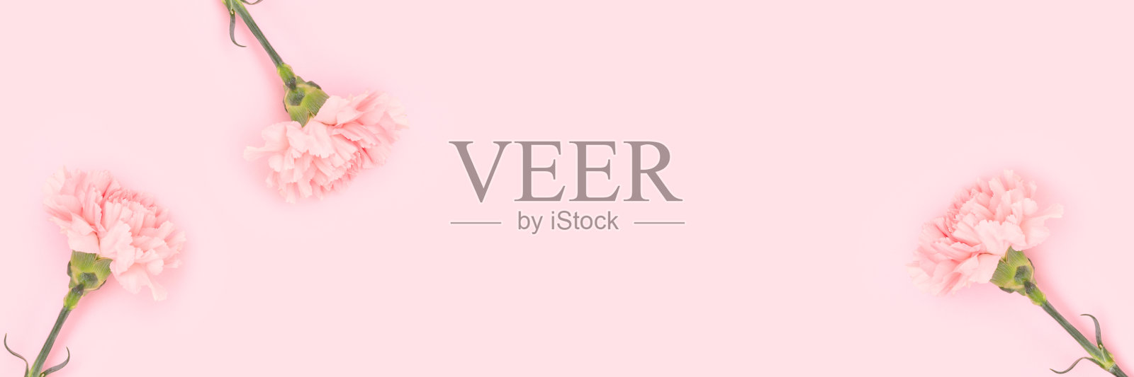 粉红色背景上的康乃馨横幅。照片摄影图片