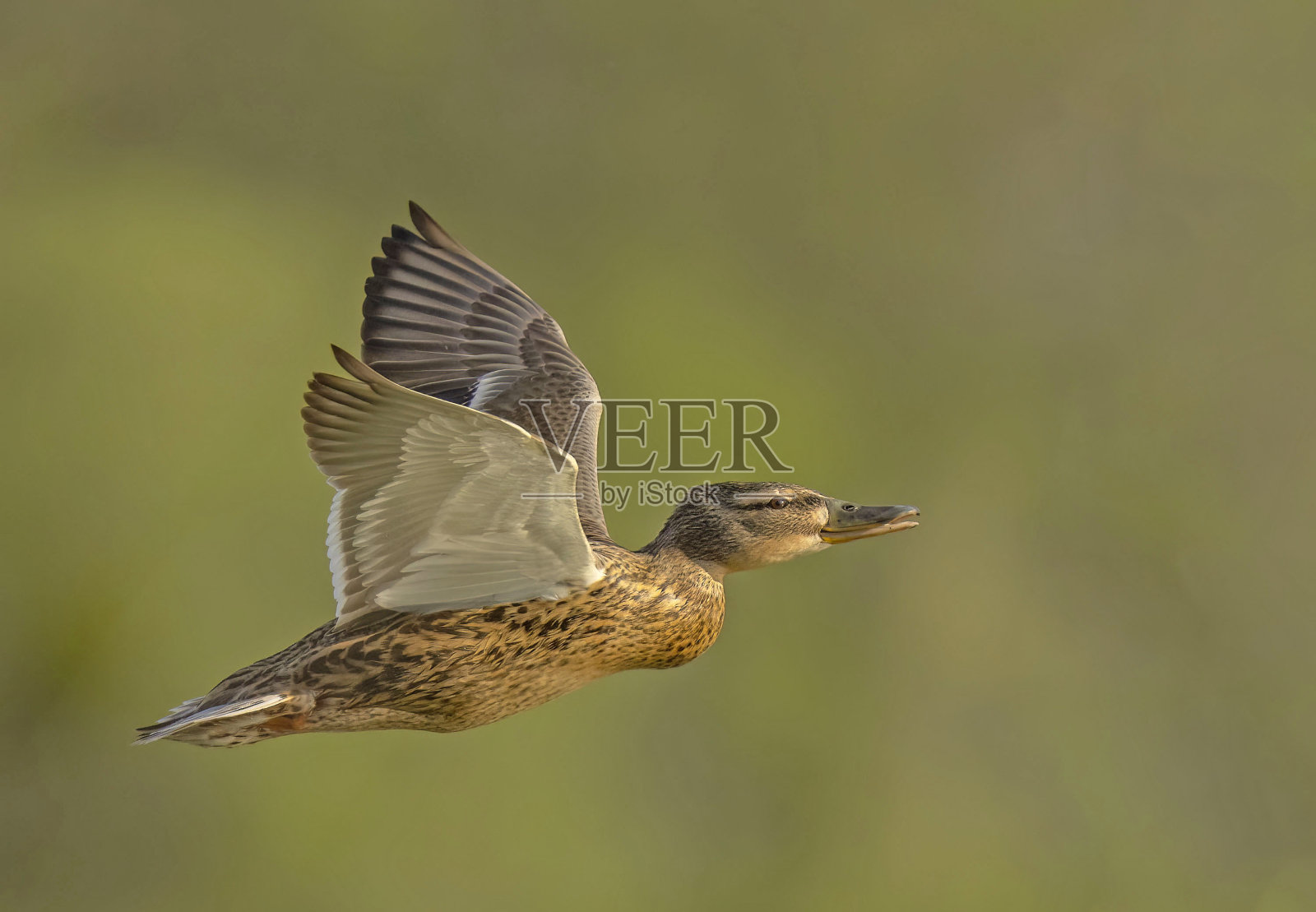 野鸭。飞行中的绿头鸭。照片摄影图片