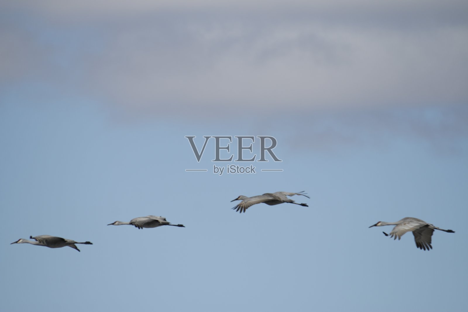 优雅的巨人:沙丘鹤在迁徙途中的迷人照片照片摄影图片