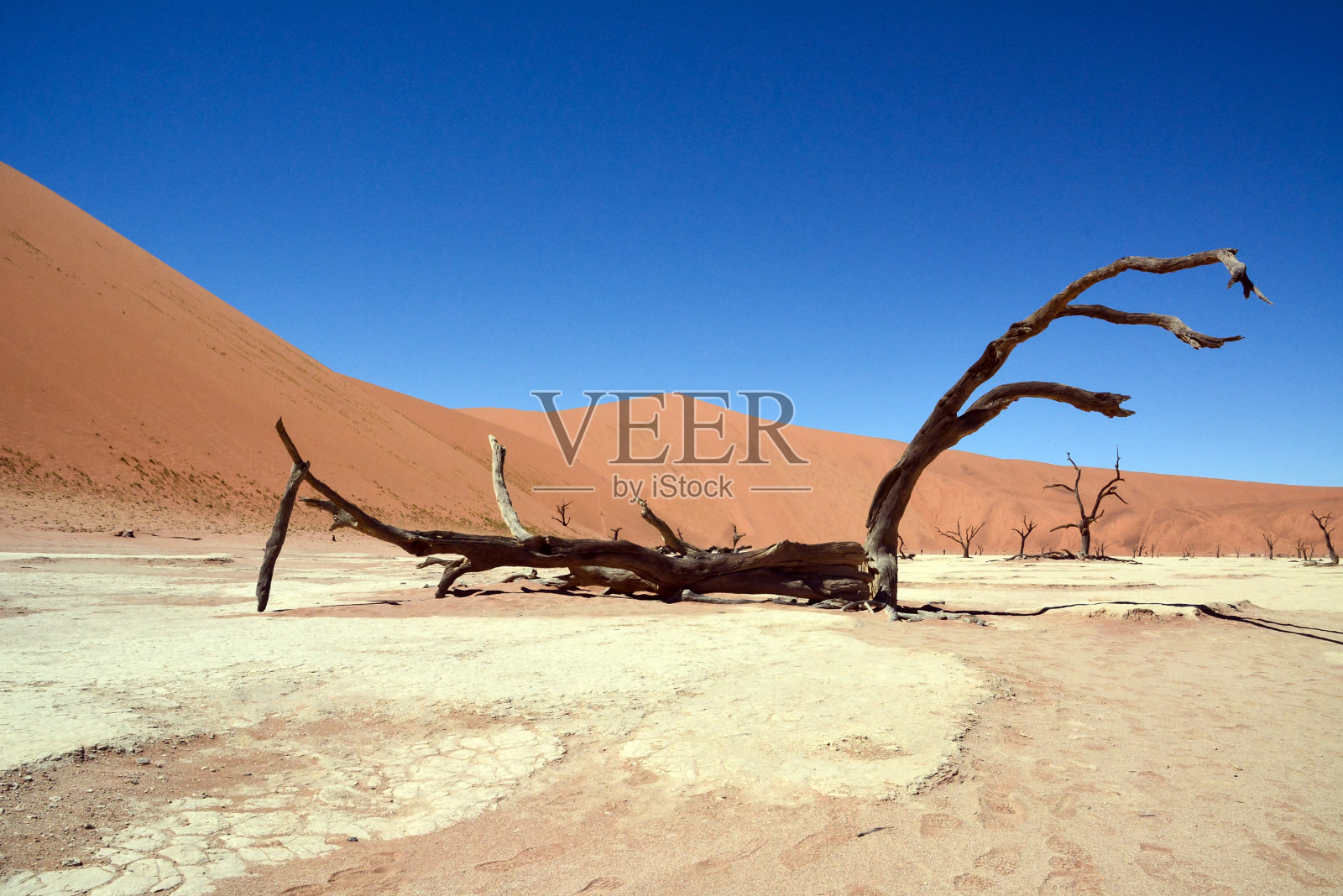 在沙丘的背景下，沙漠里有一棵干枯的树干。环境脱水照片摄影图片