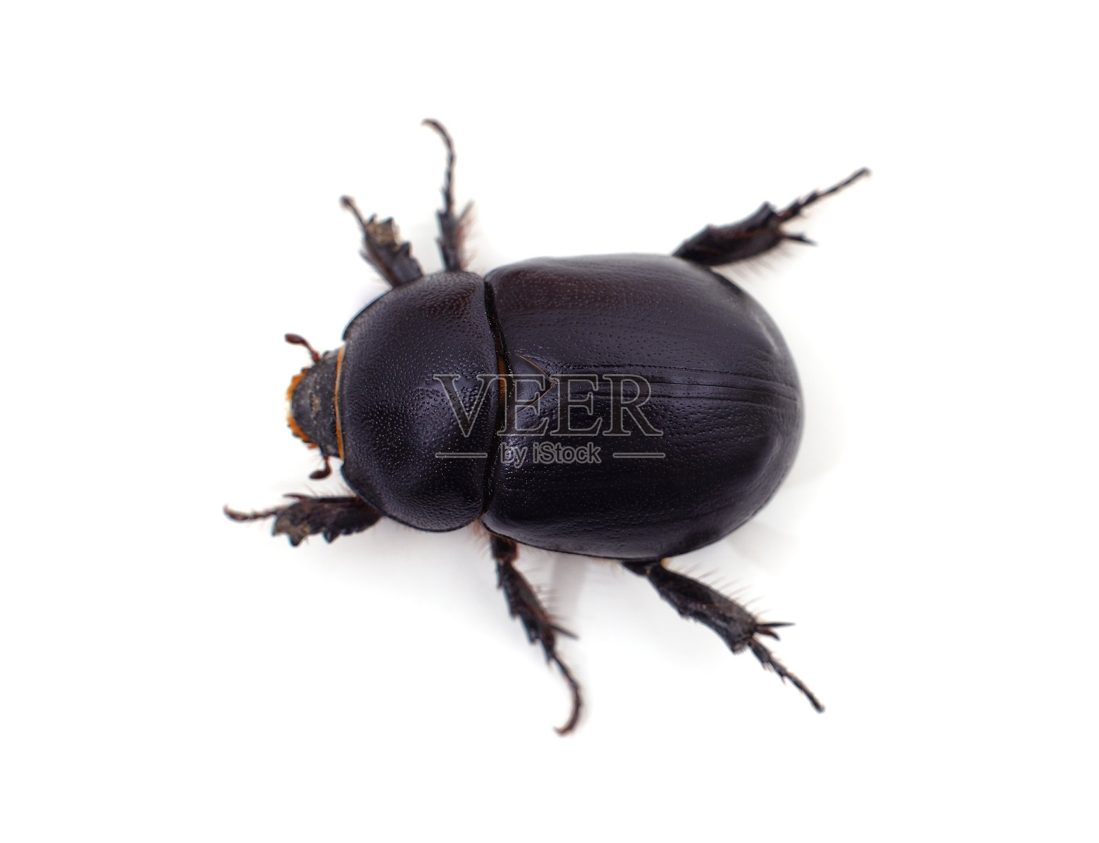 一只黑甲虫。照片摄影图片