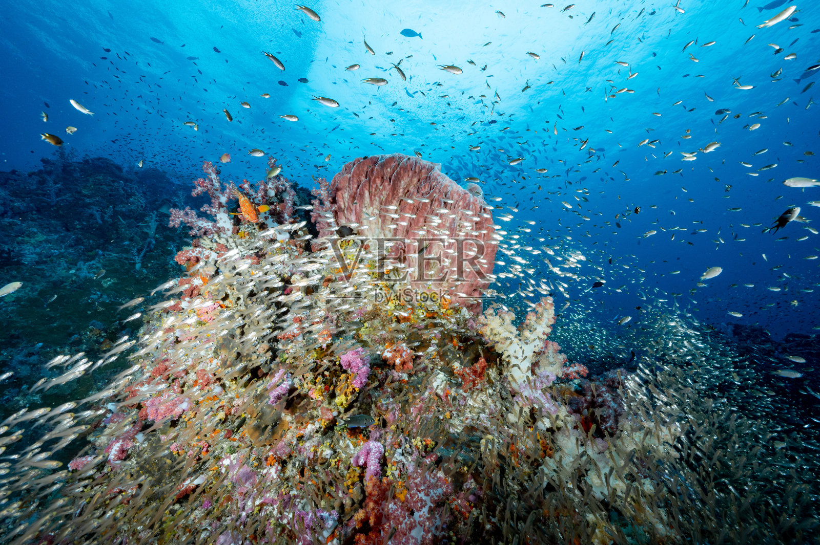 泰国五颜六色的软珊瑚礁和海洋生物照片摄影图片