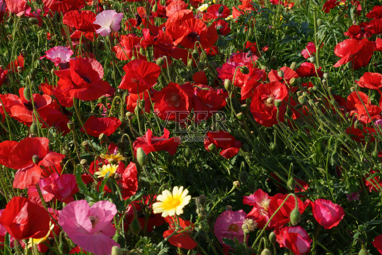 意大利米兰，阿尔贝里图书馆的鲜花照片摄影图片