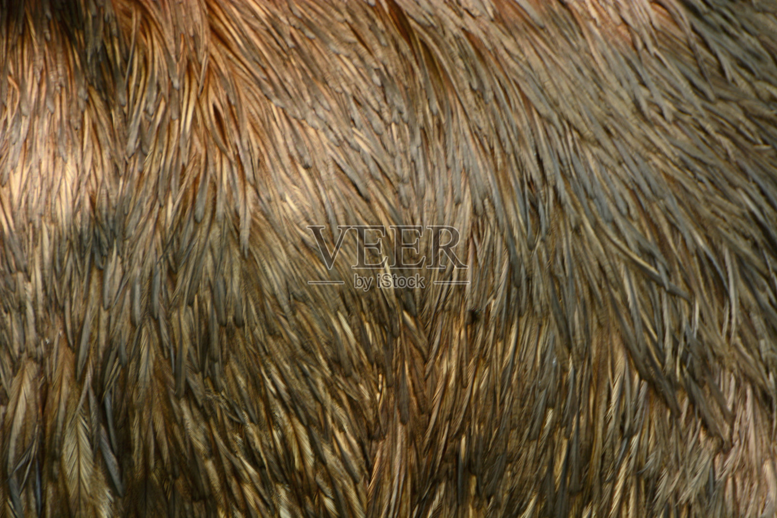 鸸鹋的羽毛照片摄影图片