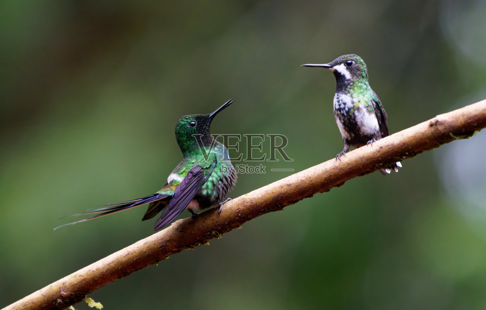 绿刺尾蜂鸟，雄性和雌性照片摄影图片