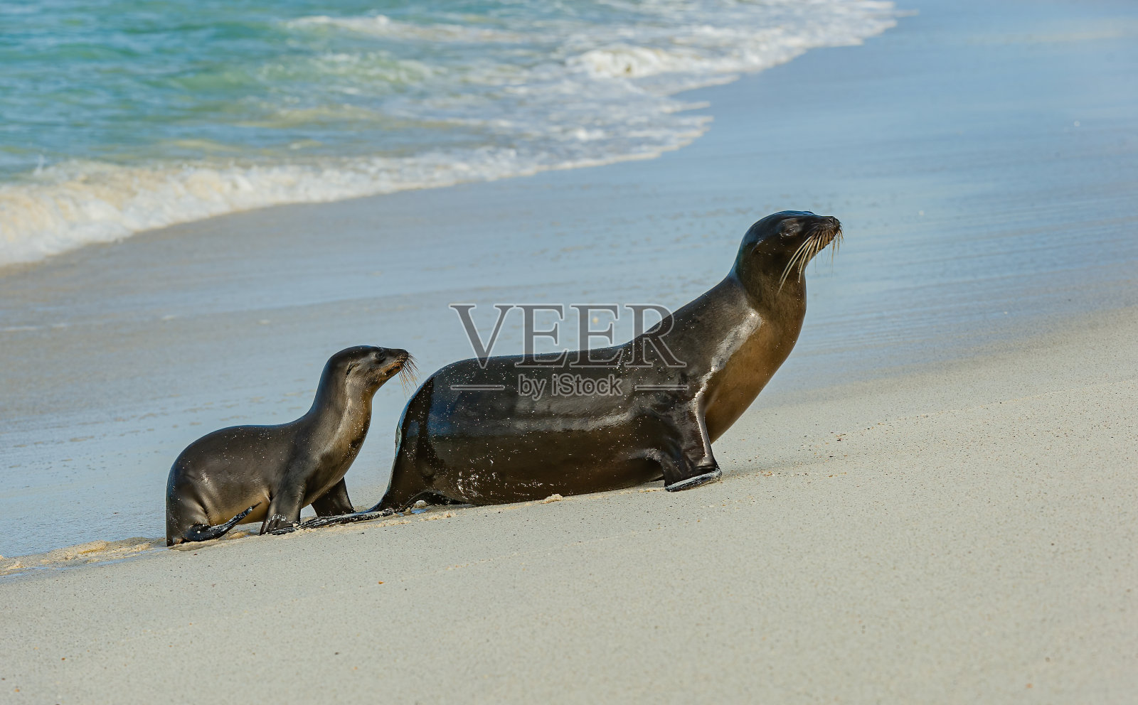 加拉帕戈斯海狮(Zalophus wollebaeki)是一种生活和繁殖在Galápagos群岛的海狮。厄瓜多尔;加拉帕戈斯群岛;加拉帕戈斯群岛国家公园;妈妈和幼崽来到白色的沙滩上。胡德州加德纳湾照片摄影图片
