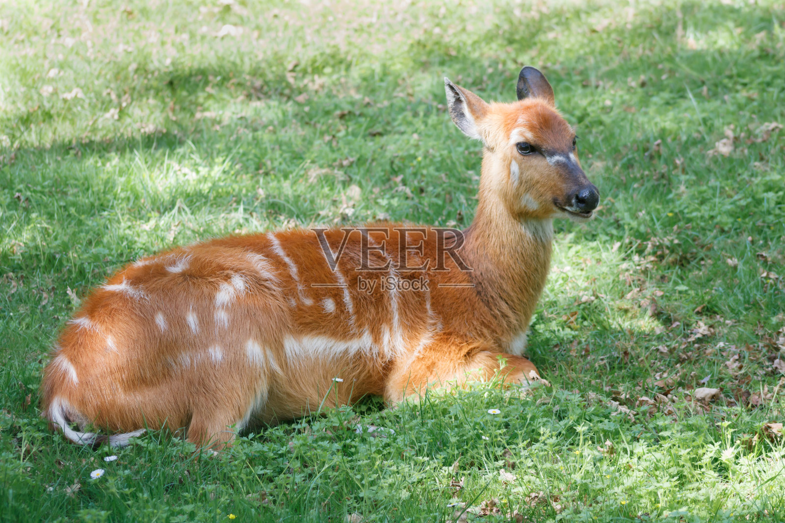 小鹿斑比在草地上休息照片摄影图片