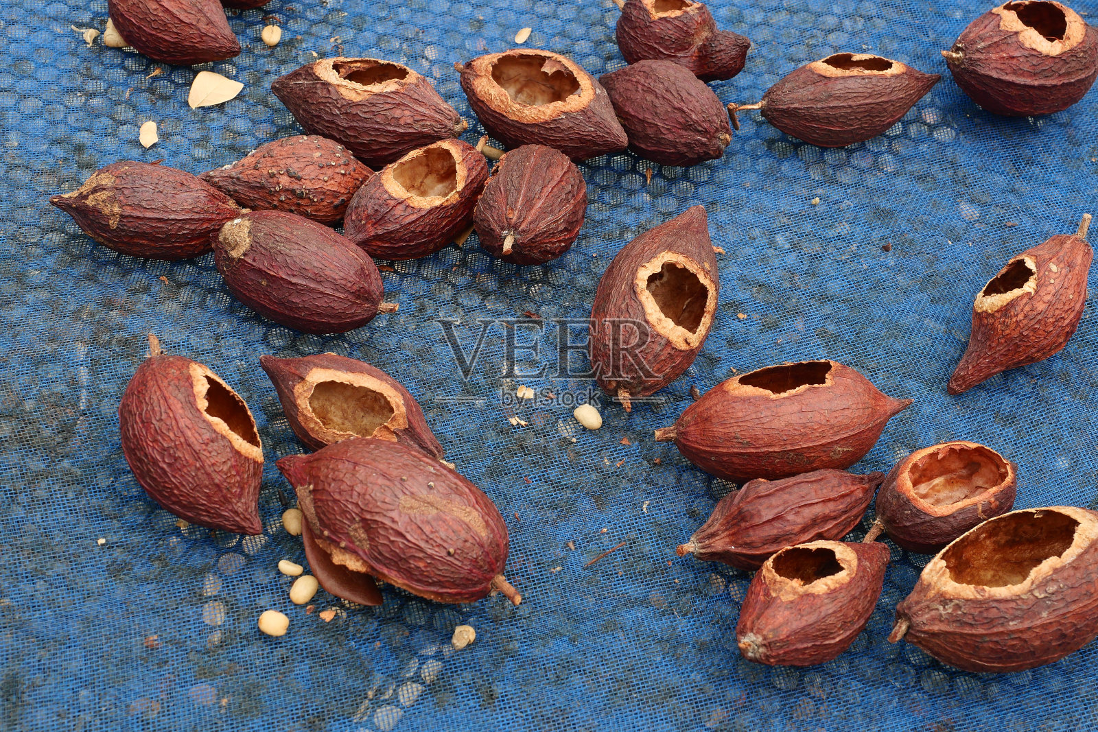 可可豆在农场烘烤后晒干照片摄影图片