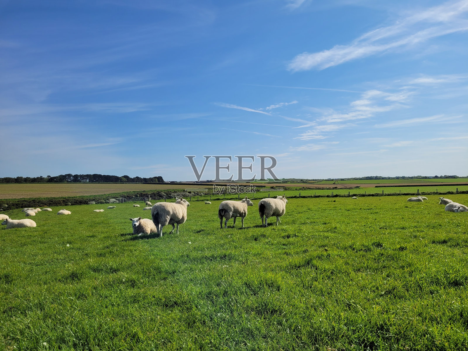 牧场上的绵羊和羊羔照片摄影图片