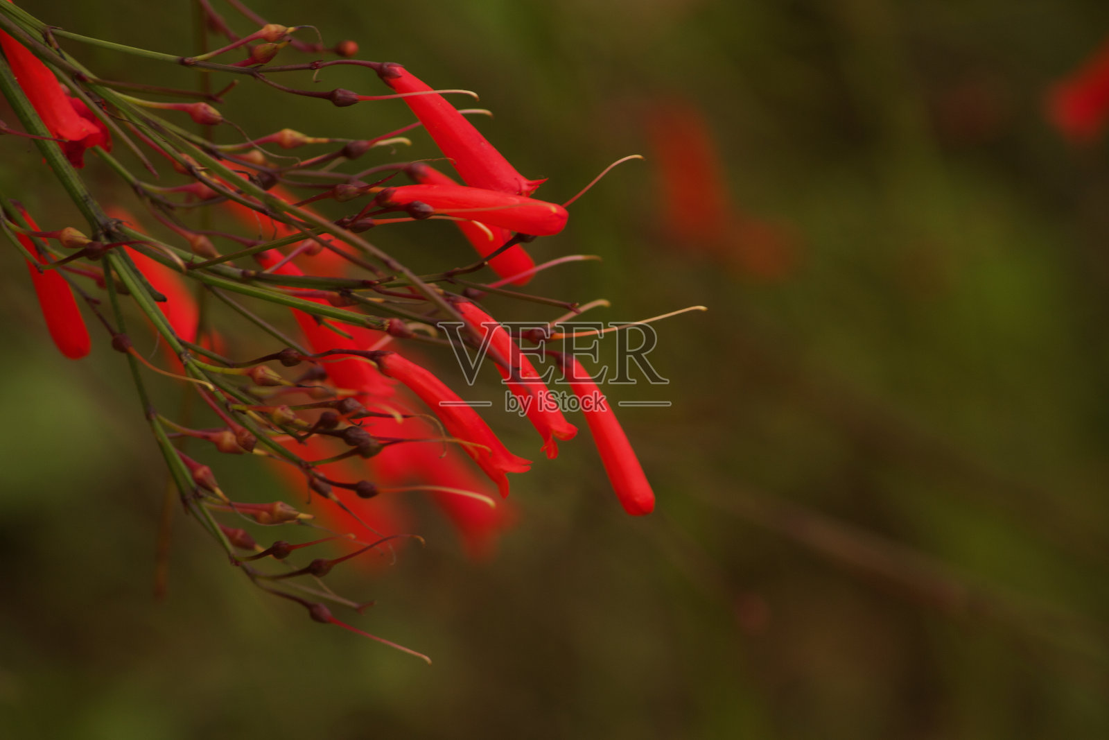花的特写照片摄影图片