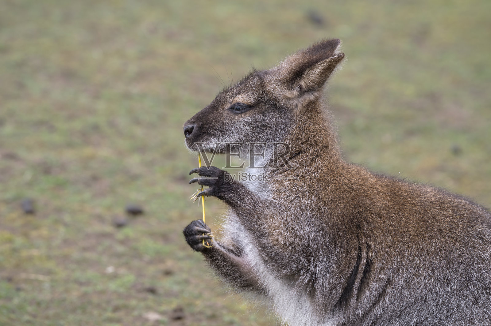小袋鼠在嚼一根棍子照片摄影图片