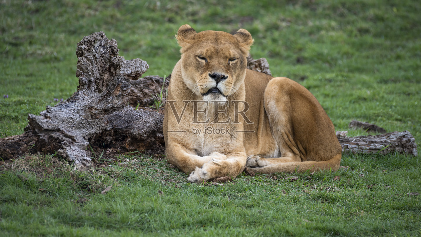 母狮子休息照片摄影图片