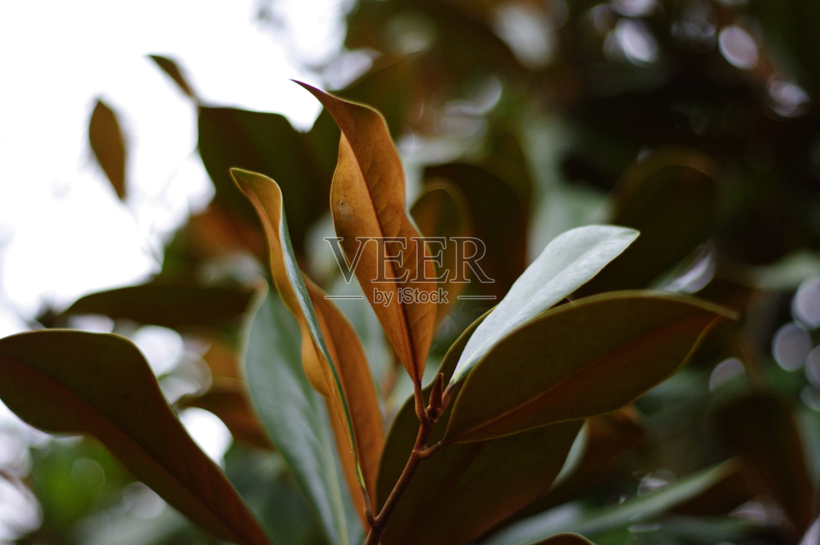 木兰叶底部照片摄影图片