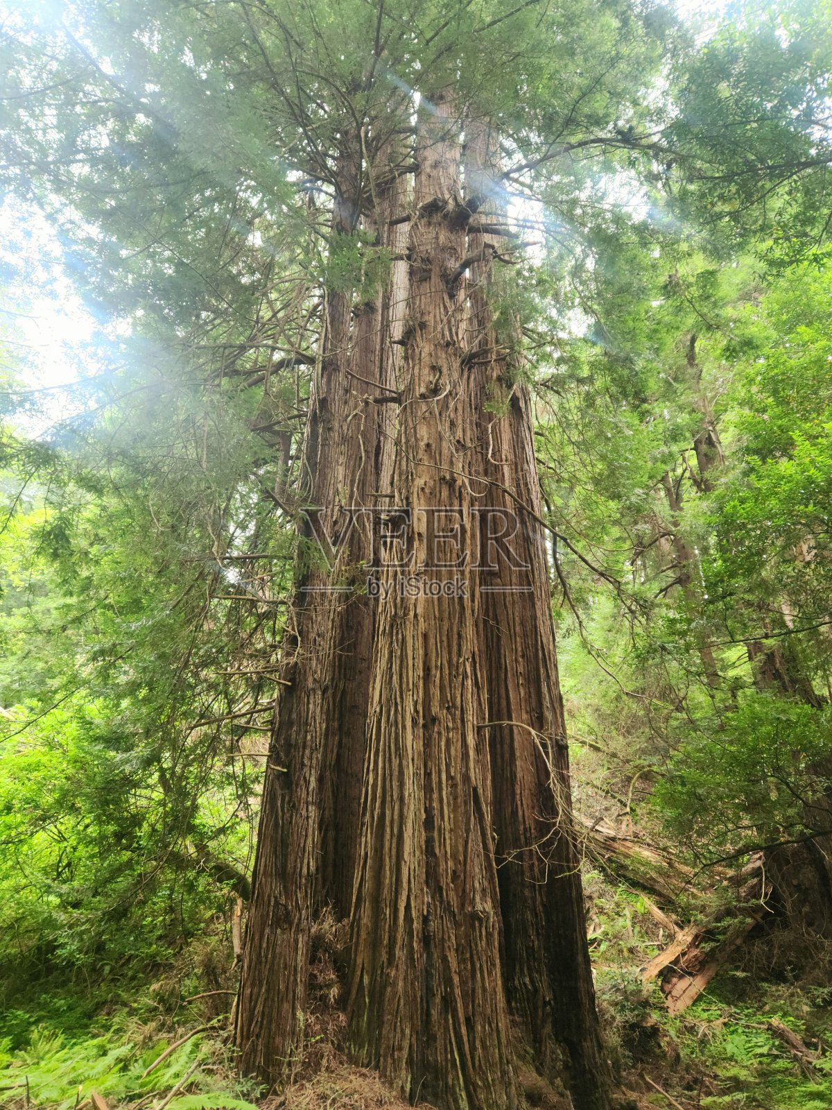 孤独的红杉树照片摄影图片