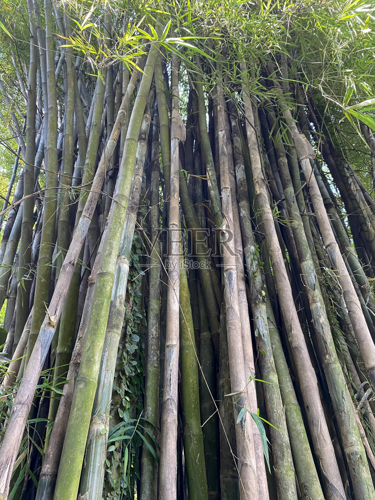 公园里的竹林照片摄影图片