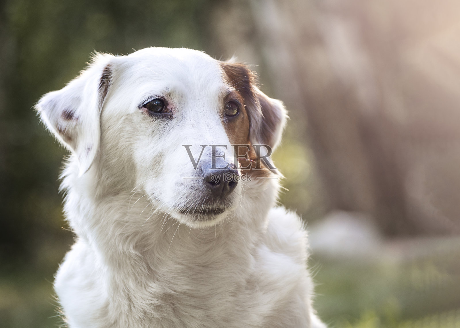 大自然中一只白狗的肖像。治疗宠物对抗蜱虫。照片摄影图片