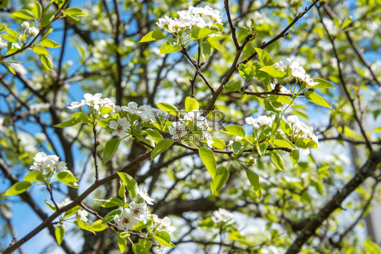 开花梨树的特写。选择性地聚焦在梨树的前枝上。照片摄影图片