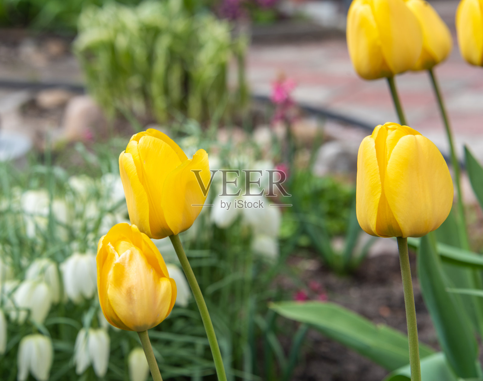 黄色郁金香的特写，背景是盛开的花朵。照片摄影图片