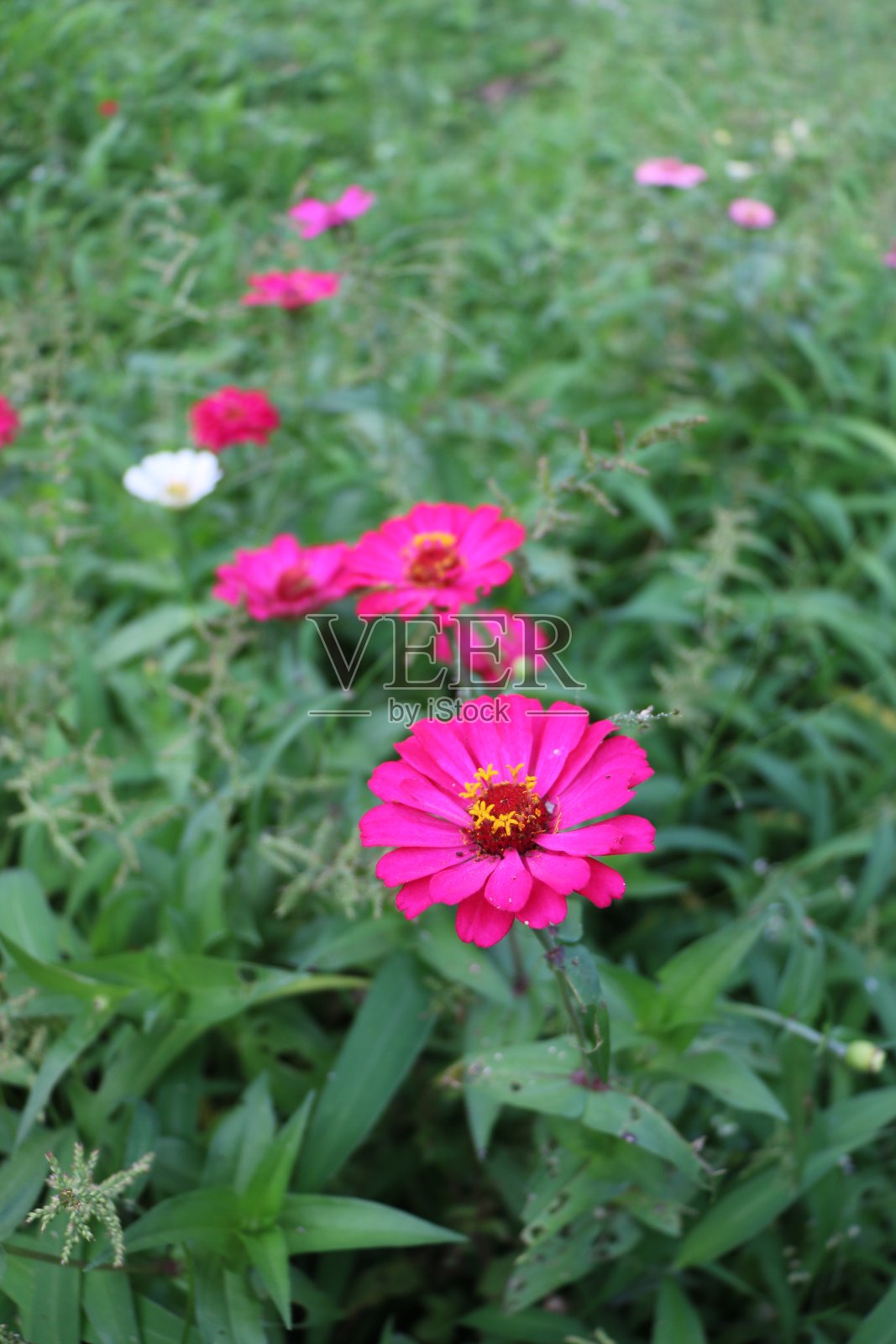 花的痕迹照片摄影图片