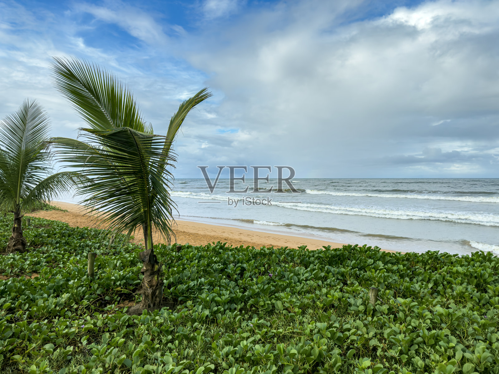 沙滩上的新棕榈和背景中的大海。照片摄影图片