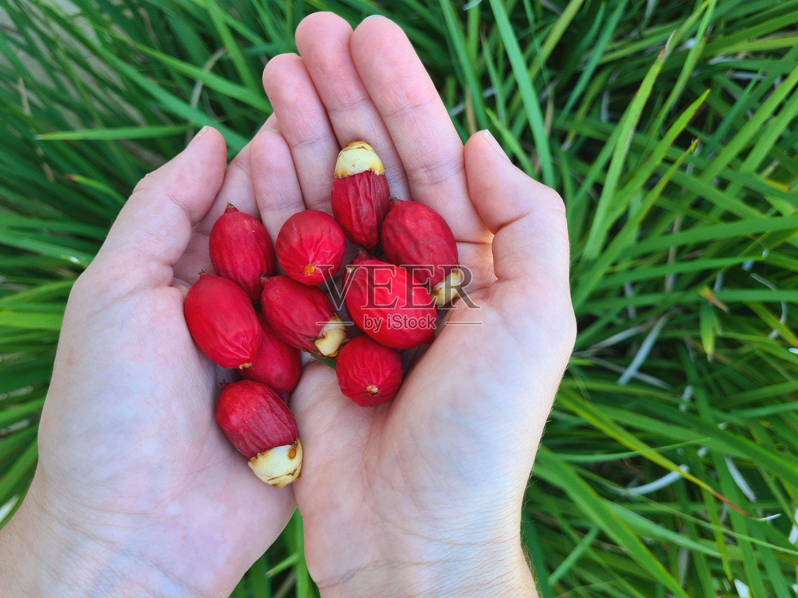 皇家棕榈果照片摄影图片