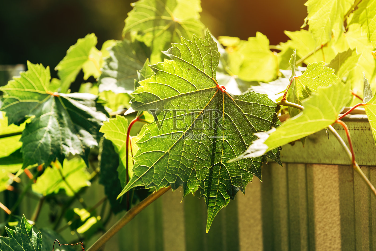 夏天后院常见的葡萄藤照片摄影图片