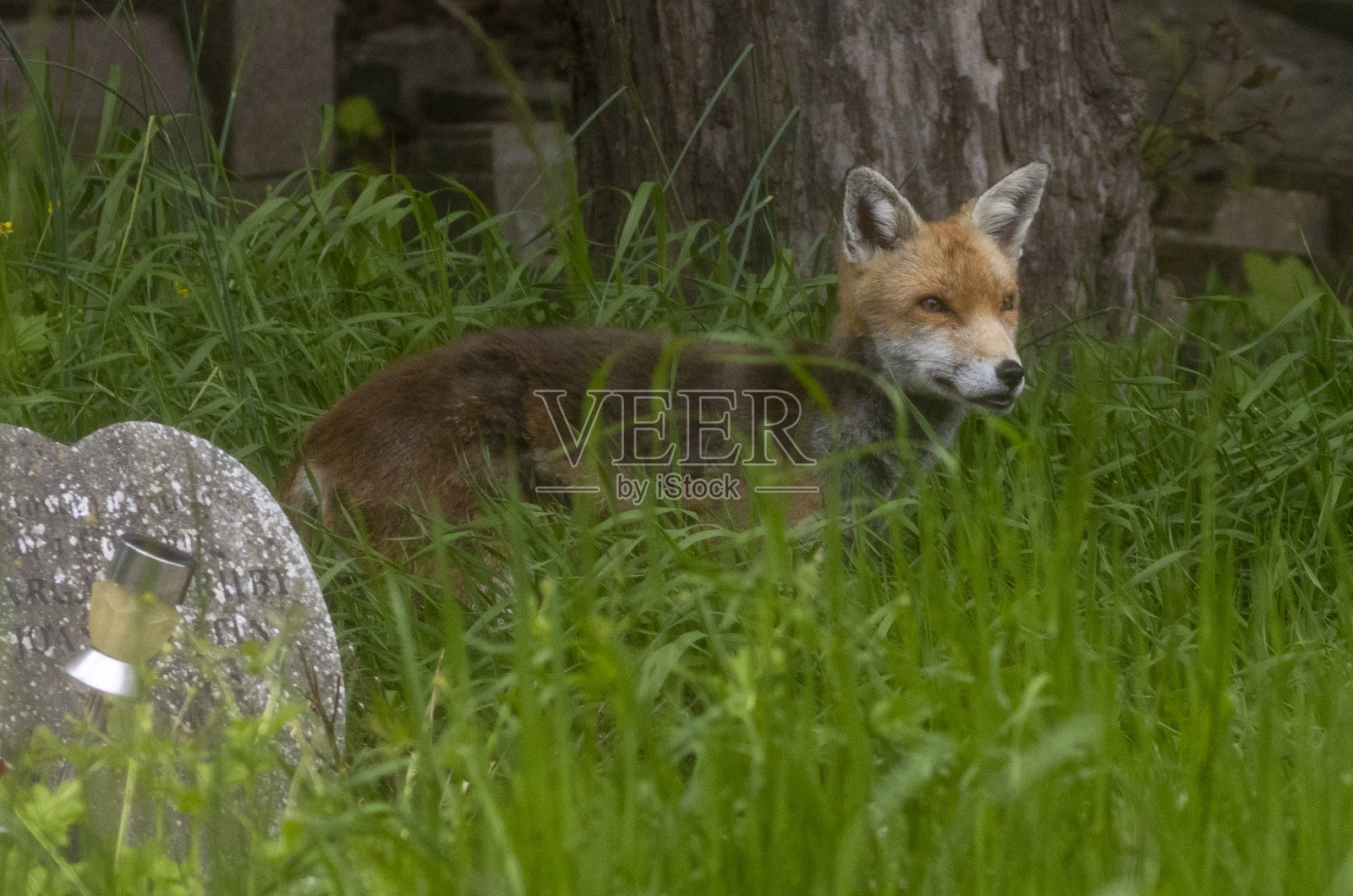 狐狸照片摄影图片