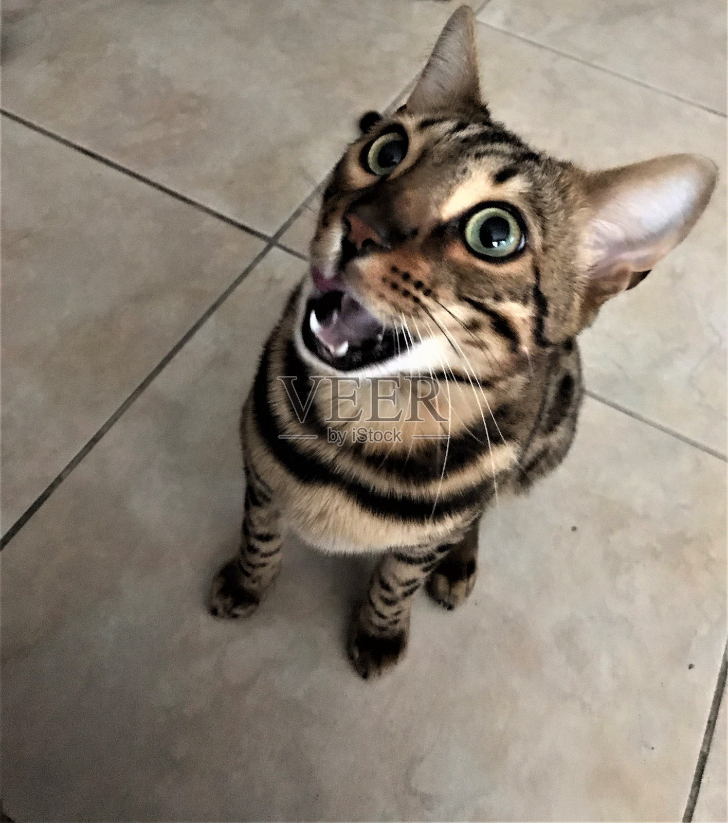 Hillo说话照片摄影图片