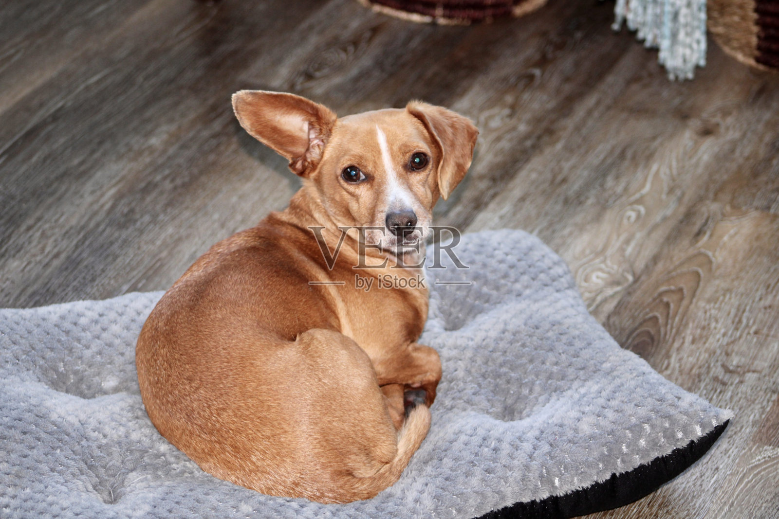 Chiweenie照片摄影图片