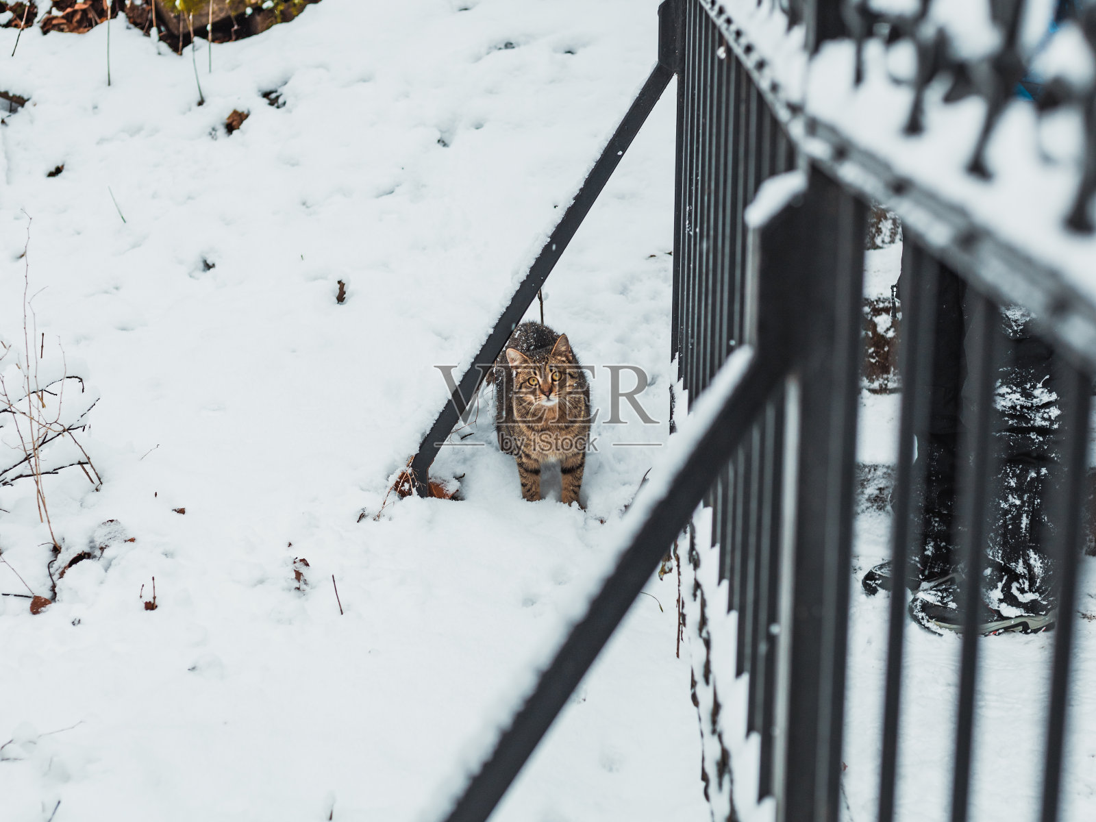 猫在雪地里看着镜头照片摄影图片