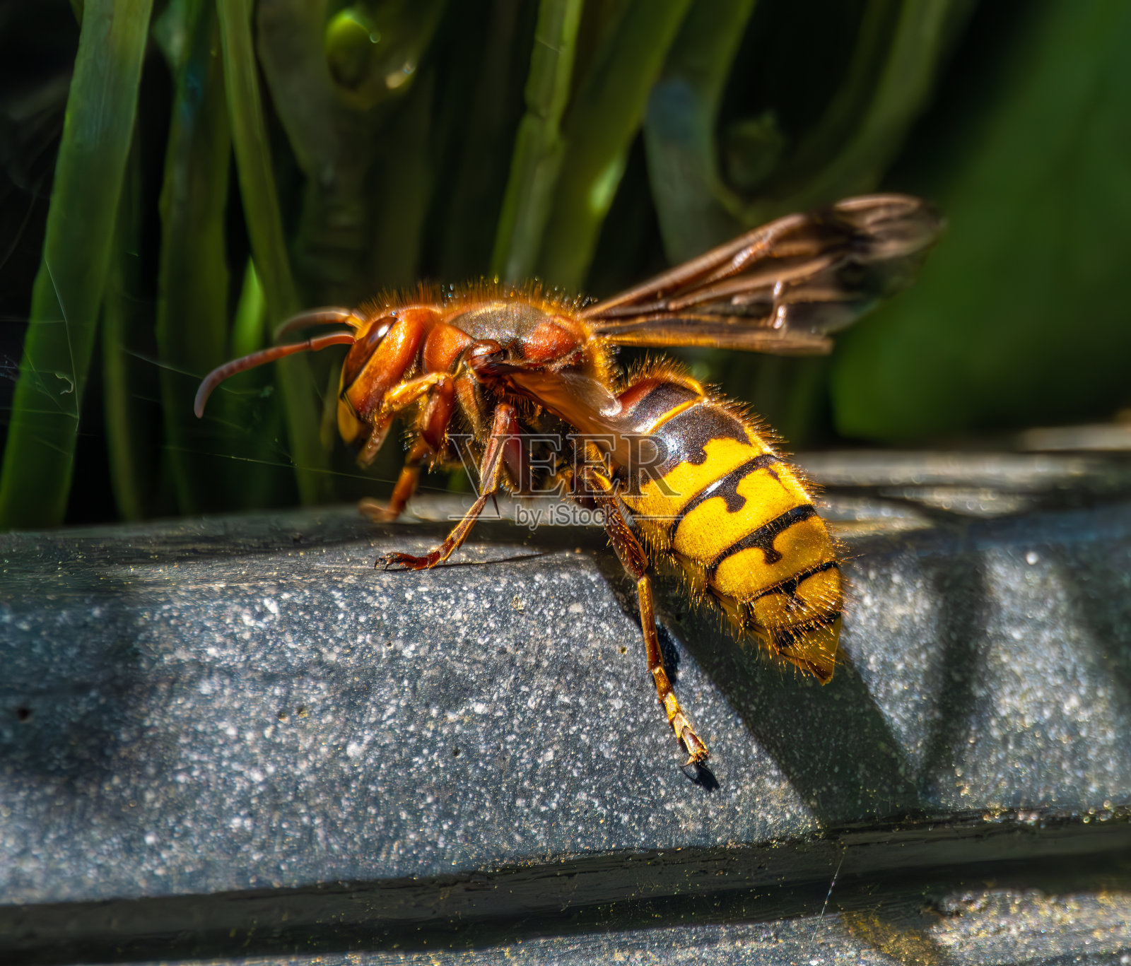 欧洲大黄蜂(Vespa crabro)，最大的原产于欧洲的社会性黄蜂，在瑞士中部的一个花园里照片摄影图片