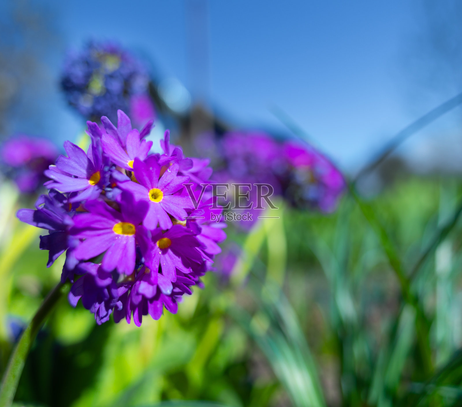 春暖花开:花园里迷人的美照片摄影图片
