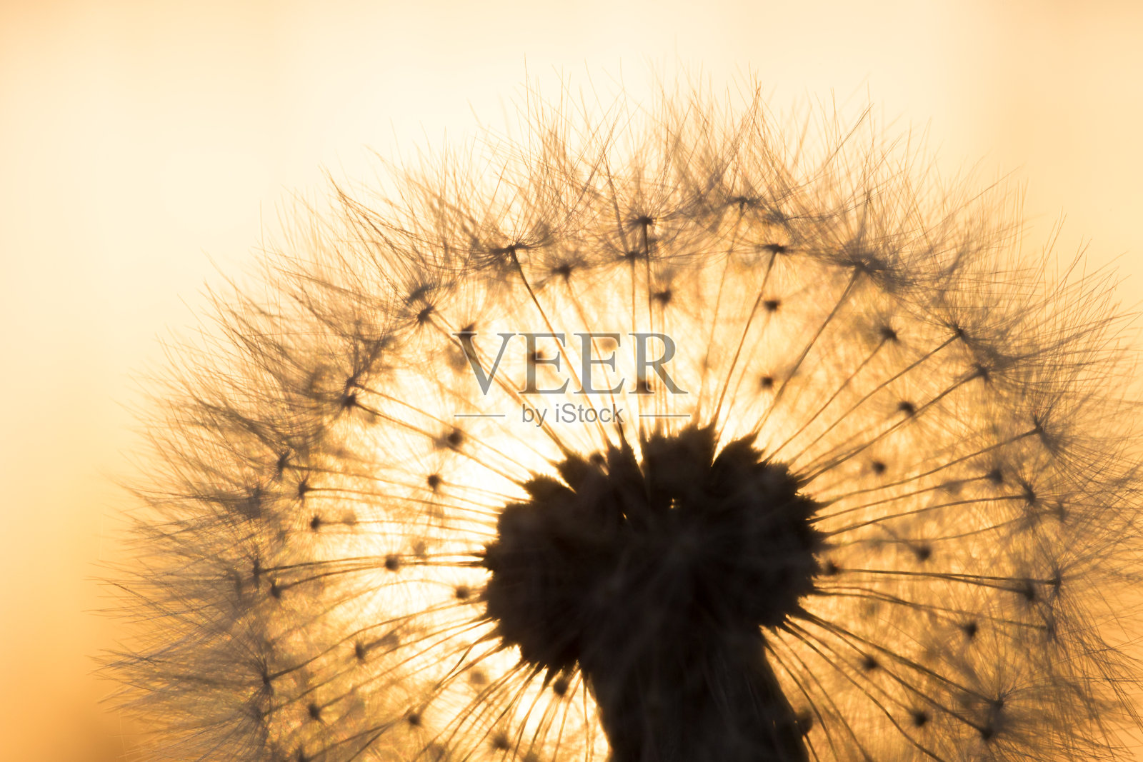 盛开的交响曲:迷人的春花照片摄影图片