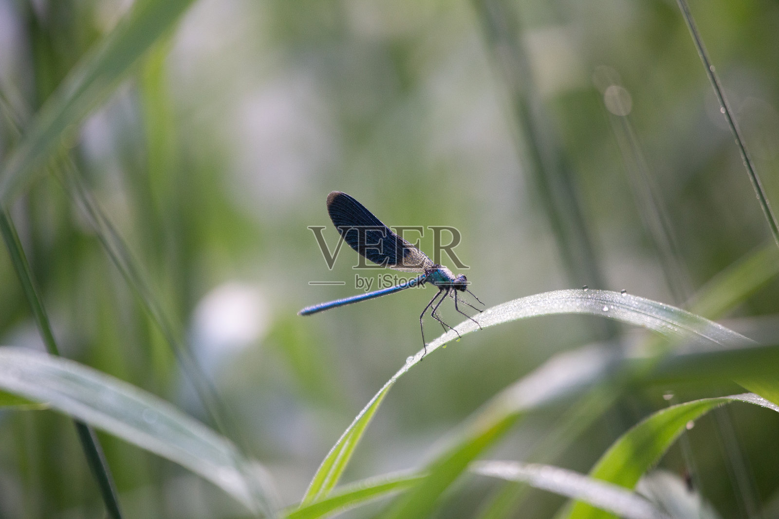 异想天开的守护者:蓝色蜻蜓在河滨宁静照片摄影图片
