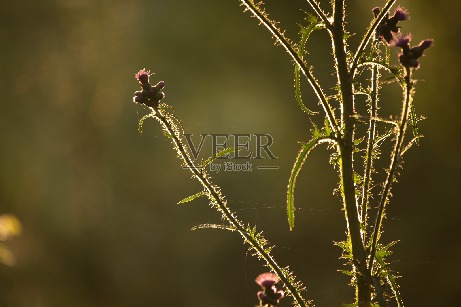 阳光亲吻的交响曲:生机勃勃的夏花在草地上跳舞照片摄影图片