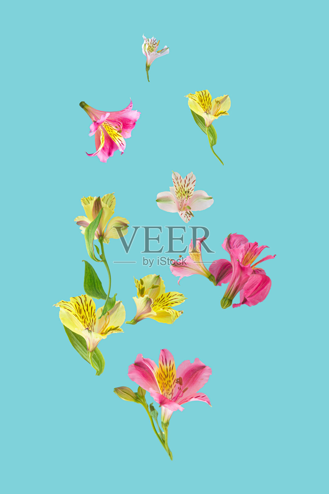 色彩缤纷的花卉图案创意概念。前视图。照片摄影图片