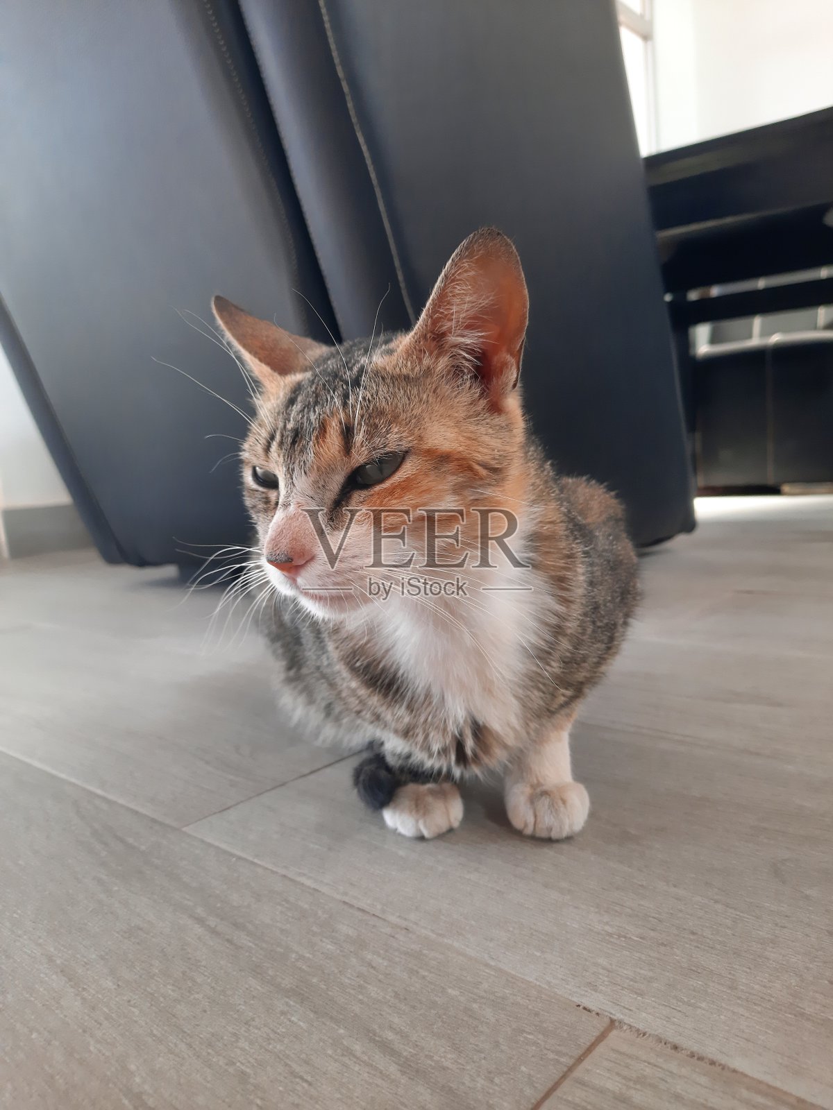 这是一只美丽的棕色猫，它有着迷人的眼睛。照片摄影图片