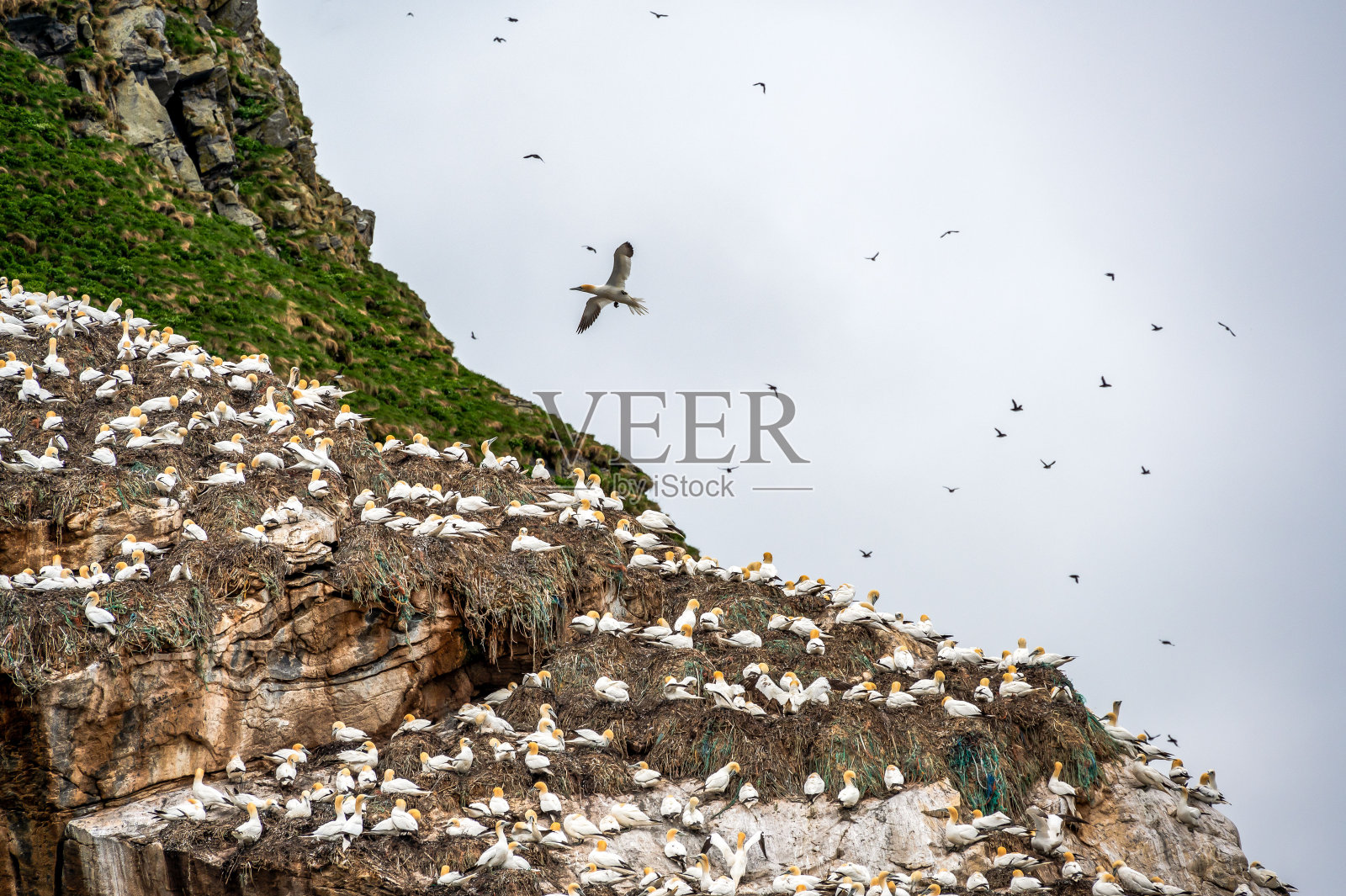 斯塔彭群岛上的鸟类群落照片摄影图片