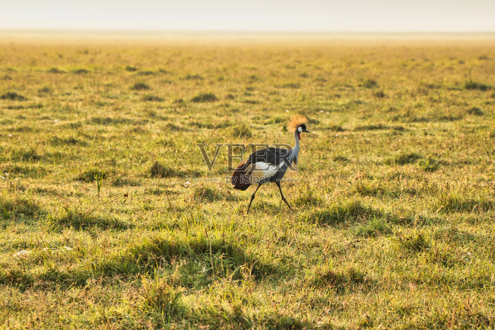 在坦桑尼亚的恩戈罗恩戈罗火山口，一只独冠鹤照片摄影图片