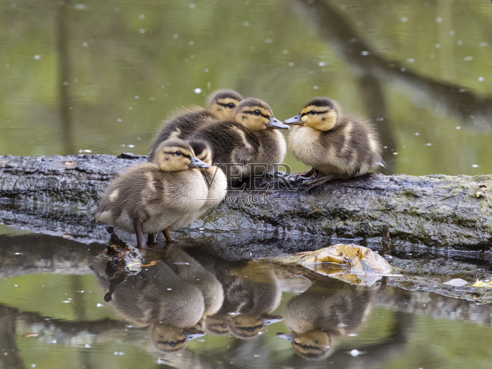 绿头鸭，绿头鸭照片摄影图片